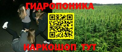 стаф Гай