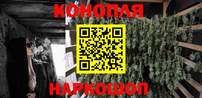 стаф Гай